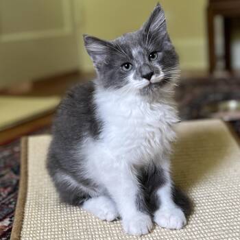 Sterling -  Domestic Long Hair Cat for Adoption in New Bern, North Carolina - Sterling | PetCurious
