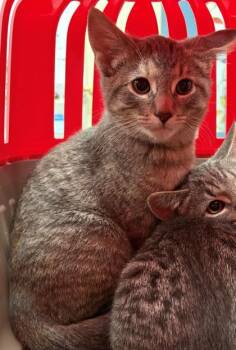 Blair -  Domestic Short Hair Cat for Adoption in Baraboo, Wisconsin - Blair | PetCurious