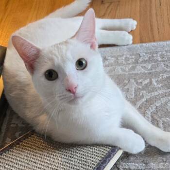 Casper -  Domestic Short Hair Cat for Adoption in Chicago, Illinois - Casper | PetCurious
