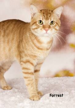 Rescue Domestic Short Hair Cats for Adoption in Gilbert, Arizona - Forrest | PetCurious