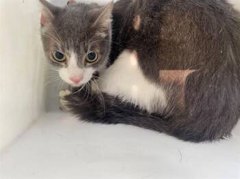 WOODY -  Domestic Medium Hair Cat for Adoption in Rowlett, Texas - WOODY | PetCurious