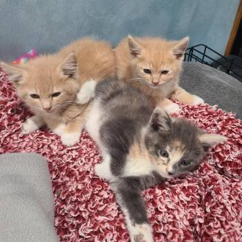 Maisey -  Domestic Long Hair Cat for Adoption in Layton, Utah - Maisey | PetCurious