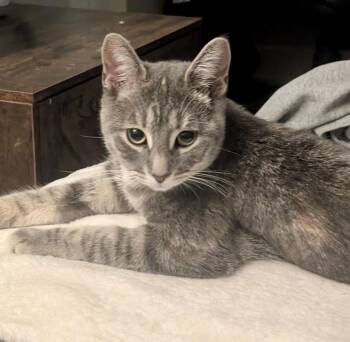 Tabby and Domestic Short Hair Cats Available for Adoption in Vaughan, Ontario - Scarlette | PetCurious