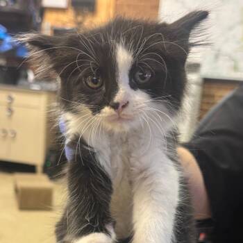 Jacob -  Domestic Short Hair Cat for Adoption in Birmingham, Alabama - Jacob | PetCurious