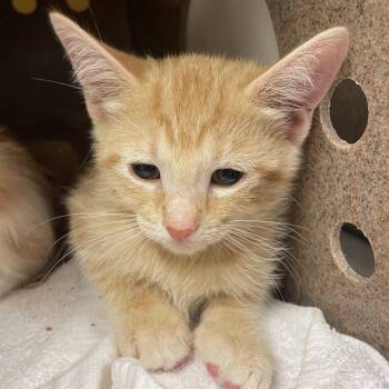 GiGi -  Domestic Short Hair Cat for Adoption in Norman, Oklahoma - GiGi | PetCurious