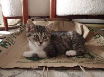 Domestic Short Hair Cats Available for Adoption in Ferndale, Michigan - Pippa | PetCurious