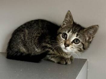 PINKY TOE -  Domestic Short Hair Cat for Adoption in Kalamazoo, Michigan - PINKY TOE | PetCurious