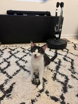 Rescue Domestic Short Hair Cats for Adoption in Nashville, Tennessee - Taz | PetCurious