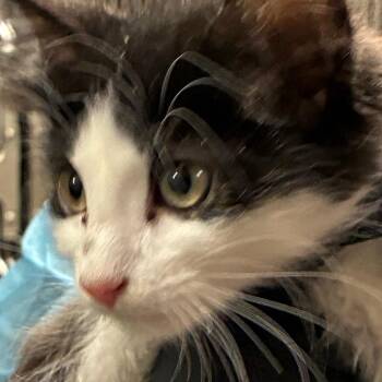 Crosshair -  Domestic Medium Hair Cat for Adoption in Yuma, Arizona - Crosshair | PetCurious