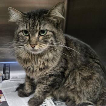 Autumn -  Domestic Long Hair Cat for Adoption in Murray, Utah - Autumn | PetCurious