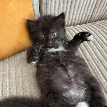 Arial -  Domestic Short Hair Cat for Adoption in Spokane, Washington - Arial | PetCurious
