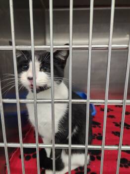 Rescue Domestic Short Hair Cats for Adoption in Athens, Alabama - CHATTY CATTY | PetCurious