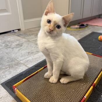 Ivar -  Siamese and Domestic Short Hair Cat for Adoption in Seymour, Tennessee - Ivar | PetCurious