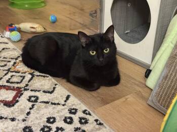 Domestic Short Hair Cats Available for Adoption in Harrisburg, Pennsylvania - Zoe | PetCurious