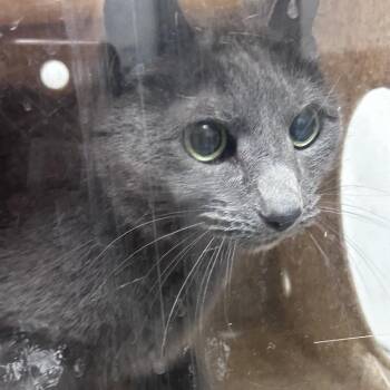 Domestic Short Hair Cats Available for Adoption in Philadelphia, Pennsylvania - Sheba Diva | PetCurious