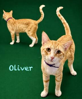 Oliver -  Domestic Short Hair Cat for Adoption in Glendale, Arizona - Oliver | PetCurious