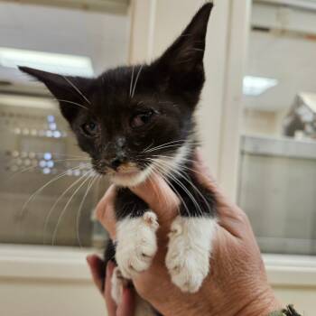 Rescue American Shorthair Cats for Adoption in Lake Panasoffkee, Florida - Tucker | PetCurious