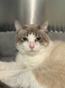 Rescue Domestic Short Hair and Birman Cats for Adoption in Fort Lauderdale, Florida - Mellow | PetCurious