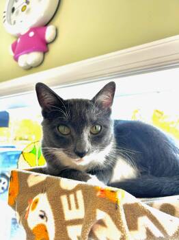 Rescue Domestic Short Hair Cats for Adoption in Cape May, New Jersey - Presley | PetCurious