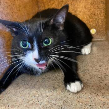 Domestic Short Hair Cats Available for Adoption in Memphis, Tennessee - FIZZY | PetCurious