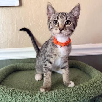 Belle -  Domestic Short Hair Cat for Adoption in Davis, California - Belle | PetCurious