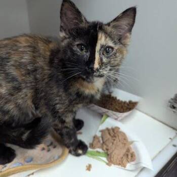 Fern -  Domestic Short Hair Cat for Adoption in Jeffersonville, Indiana - Fern | PetCurious