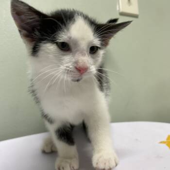 Rescue Domestic Short Hair Cats for Adoption in Waldorf, Maryland - Red | PetCurious