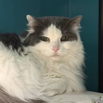 Domestic Long Hair Cats Available for Adoption in Las Vegas, Nevada - OCTAVIUS | PetCurious