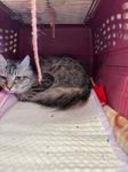 Rescue Domestic Medium Hair Cats for Adoption in Chico, California - Copper | PetCurious