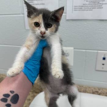 Rescue Domestic Short Hair Cats for Adoption in Marshall, Virginia - Erin | PetCurious