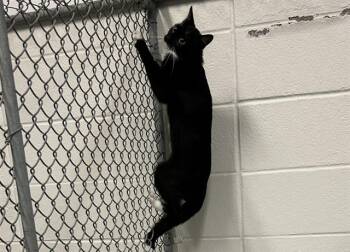 BOOBOO -  Domestic Short Hair Cat for Adoption in Olathe, Kansas - BOOBOO | PetCurious