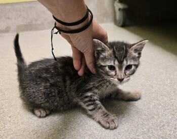 Rescue Domestic Medium Hair Cats for Adoption in Dickson, Tennessee - Azalia | PetCurious