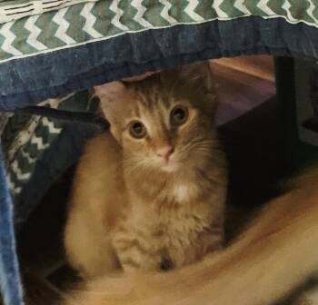 Kliki Alani -  Tabby and Domestic Short Hair Cat for Adoption in Chandler, Arizona - Kliki Alani | PetCurious