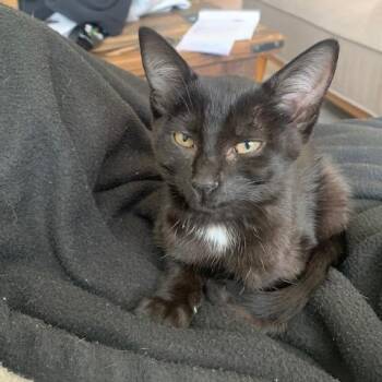 Black Magic Margarita -  Domestic Short Hair Cat for Adoption in Redmond, Washington - Black Magic Margarita | PetCurious