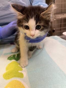 Nico -  Domestic Medium Hair Cat for Adoption in Raleigh, North Carolina - Nico | PetCurious