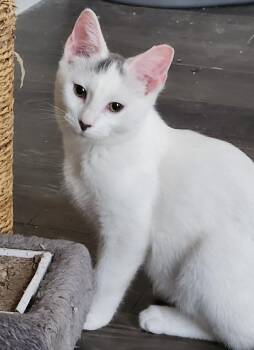 Rescue Domestic Short Hair Cats for Adoption in London, Ontario - Ethan 16 Wks | PetCurious