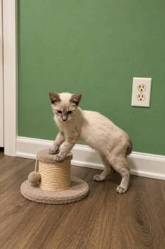 Truffle and Dumpling -  Siamese Cat for Adoption in Lawrenceville, Georgia - Truffle And Dumpling | PetCurious