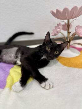 Domestic Short Hair Cats Available for Adoption in Las Vegas, Nevada - Gadget | PetCurious