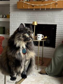 Beverly -  Siberian and Maine Coon Cat Available for Adoption in Wilmington, North Carolina - Beverly | PetCurious
