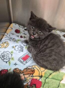 Cerulean -  Domestic Short Hair Cat for Adoption - Cerulean | PetCurious