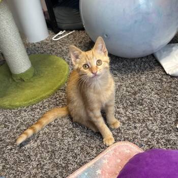 Peaches-n-Cream -  Domestic Short Hair Cat for Adoption in Overland Park, Kansas - Peaches-n-Cream | PetCurious