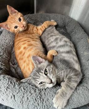 Rescue Tabby Cats for Adoption in Lancaster, Virginia - Tawny | PetCurious