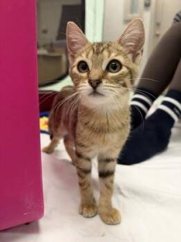 Otis -  Domestic Medium Hair and Domestic Short Hair Cat for Adoption in Honolulu, Hawaii - Otis | PetCurious