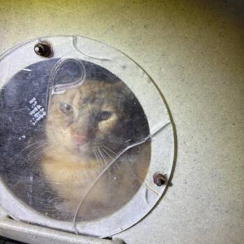 Killian 32 -  Domestic Short Hair Cat for Adoption in Philadelphia, Pennsylvania - Killian 32 | PetCurious