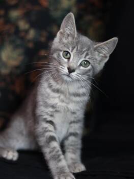 Gandalf the Grey -  Domestic Short Hair Cat for Adoption in Lewisburg, Tennessee - Gandalf The Grey | PetCurious