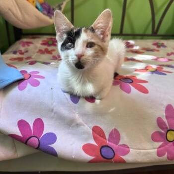 Rescue Domestic Short Hair Cats for Adoption in Leona Valley, California - Ginny Glitterpaws | PetCurious