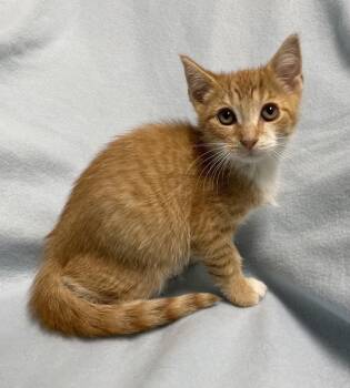 Mars -  Domestic Short Hair Cat for Adoption in Jackson, Michigan - Mars | PetCurious