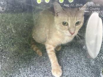 ARYA -  Domestic Short Hair Cat for Adoption in Ocala, Florida - ARYA | PetCurious
