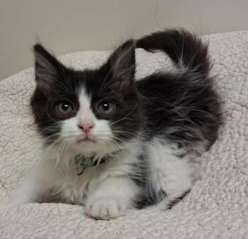 Van Gogh -  Domestic Long Hair Cat for Adoption in Fremont, Ohio - Van Gogh | PetCurious