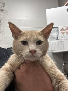 PUMBA -  Domestic Short Hair Cat for Adoption in Indianapolis, Indiana - PUMBA | PetCurious
